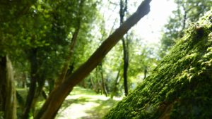 Paisajes mágicos en Galicia